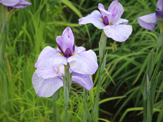 花菖蒲　アヤメ