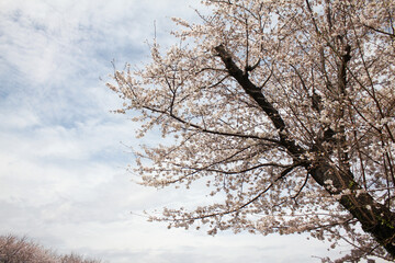 桜の花　ソメイヨシノ