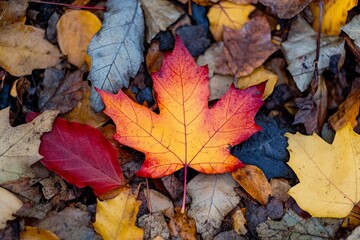 Colorful autumn fall foliage leaf at the ground, fall season