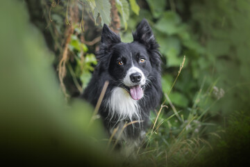 Border collie