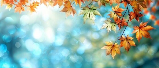Fototapeta premium Autumn Leaves with Bokeh Background