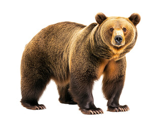 Fototapeta premium Bold grizzly bear standing on transparent background