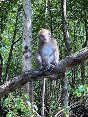 Kilim Geoforest Park Mangrove Tour  Langkawi Malaysia
