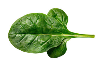 Fresh green spinach leaf isolated on a white background, showcasing its vibrant color and natural texture.