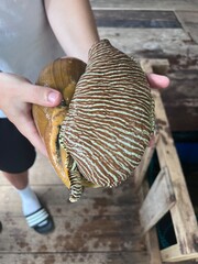 Kilim Geoforest Park Mangrove Tour Langkawi Malaysia