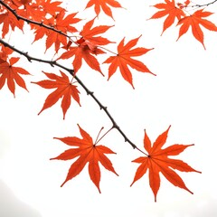 Momiji Branch on White Background in Bright Daylight