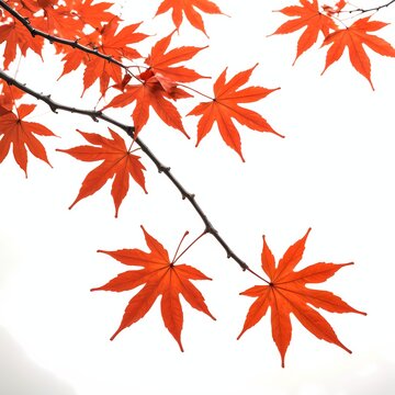 Momiji Branch on White Background in Bright Daylight