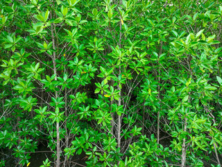 Green mangrove forest. Mangroves trees capture CO2. Natural carbon sinks. Blue carbon ecosystems....