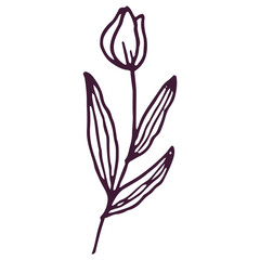 Hand drawn flower and leaf illustration isolated on a white