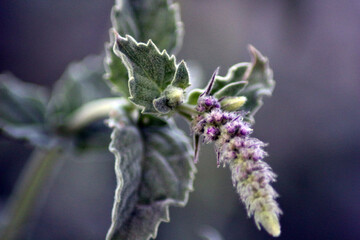 Watermelon growing in a village in Kırşehir