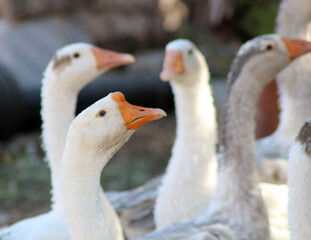 A group of geese raised in a village of Kırşehir