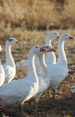 A group of geese raised in a village of Kırşehir