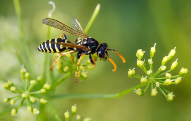 Wasp on a yellow flower. Macro