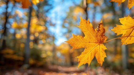 Fototapeta premium Autumn background with maple leaves and bokeh,Fall blurred background, Yellow and red maple leaves are flying and falling down. Autumnal landscape.water drop on leaf,space for text.