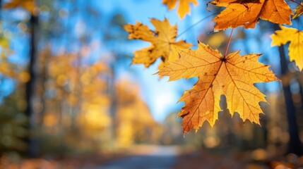 Autumn background with maple leaves and bokeh,Fall blurred background, Yellow and red maple leaves are flying and falling down. Autumnal landscape.water drop on leaf,space for text.