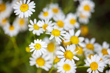 Close-up of white chamomile flowers in nature.