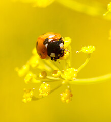 Ladybug on yellow dill flowers. Macro