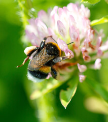 Bee on a pink clover flower. Macro