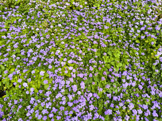 Small blue flowers on the field as a background