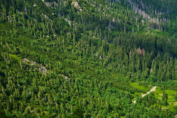 Dense forest with lush green trees covering mountain slope. Hiking and adventures in natural wilderness