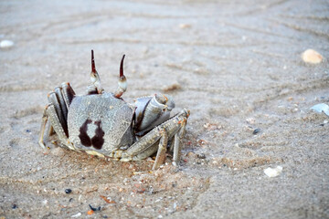 Horned ghost crab (Ocypode ceratophthalmus) or horn-eyed ghost crab, selective focus. Crab on the beach at Koh Yao Yai island, Phang Nga Thailand