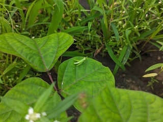 Nature Photography, Close-up of a Green Grasshopper on Leaf in Vibrant Garden, Grasshopper, Macro, Nature, Greenery, Leaves, Insects, Natural Background