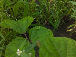 Nature Photography, Close-up of a Green Grasshopper on Leaf in Vibrant Garden, Grasshopper, Macro, Nature, Greenery, Leaves, Insects, Natural Background