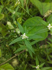 Botanical Stock Image, Close-up of a Purple Flower Blooming in a Lush Green Field, Macro Photography, Flower, Nature, Outdoors, Wildflower, Soft Focus, Greenery, Natural Lighting