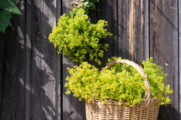 Fresh herbs lady's mantle hanging for drying and in basket © Alusha