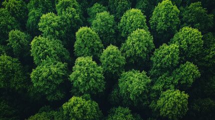 Fototapeta premium A lush green forest with many trees. Concept of tranquility and serenity, as the viewer is surrounded by the peacefulness of nature