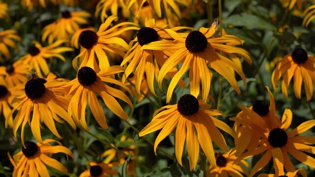 Black eyed susan flowers. Summer floral background 