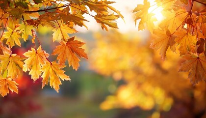 Beautiful maple leaves in autumn sunny day in foreground
