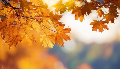 Obraz premium Beautiful maple leaves in autumn sunny day in foreground