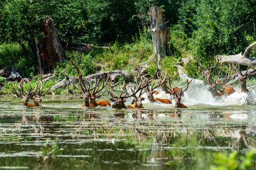 A herd of deer crossing a water body in a forest.