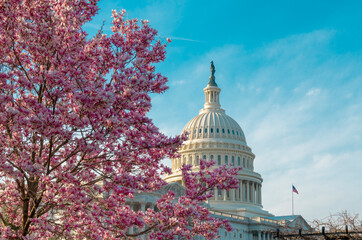 Capitol building at spring blossom magnolia tree, Washington DC. U.S. Capitol exterior photos....