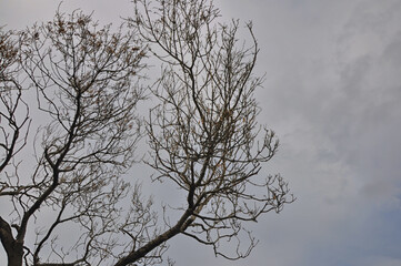 Dry tree and cloudy sky