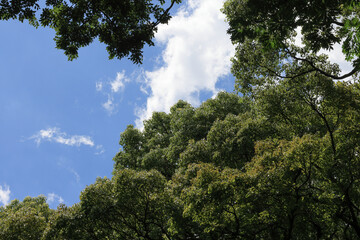 Obraz premium 都心散歩 浜離宮の木々と花々