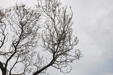 Dry tree and cloudy sky