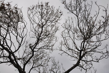 Dry tree and cloudy sky