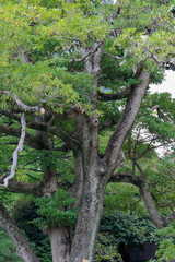都心散歩　浜離宮の木々と花々