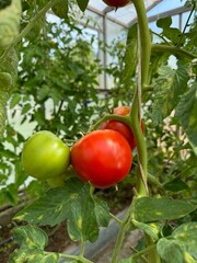Red tasty tomatoes ripen in a greenhouse