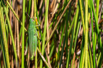 Chorthippus jucundus. Common green grasshopper among the reeds.
