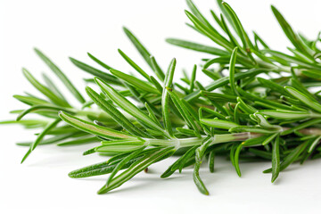 Fototapeta premium Fresh rosemary bunch, isolated on white background