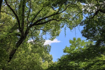 都心散歩　浜離宮の木々と花々