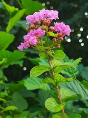 A single picture can illustrate the beauty of the nature without any doubt. I like purple color