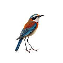 Fototapeta premium bird png