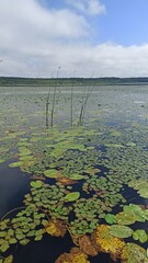 Lake shore overgrown with water lilies and reeds on a bright day