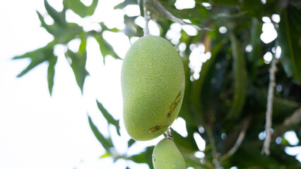 Mangoes Hanging in the Orchard