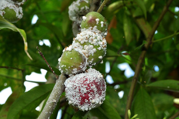 Phenacoccus manihoti or mealybugs interfere with plant growth