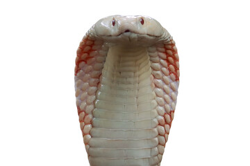 Fototapeta premium Lucy leucistic monocled cobra (Naja kaouthia) closeup head. Closeup head naja kaouthia on isolated backkground